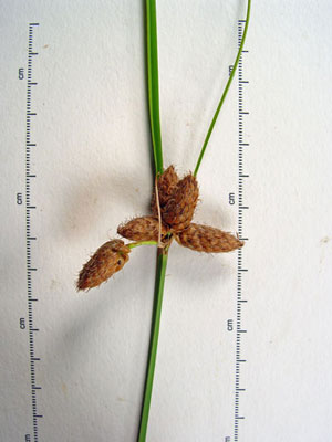 Photo: Saltmarsh Bulrush Specimen