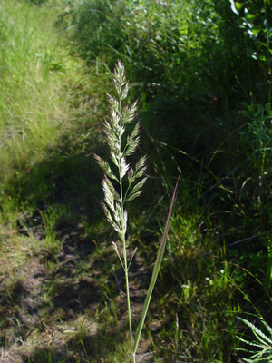 Photo: Calamagrostis cinnoides
