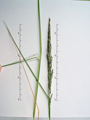 Photo: Calamagrostis stricta ssp. inexpansa on specimen sheet