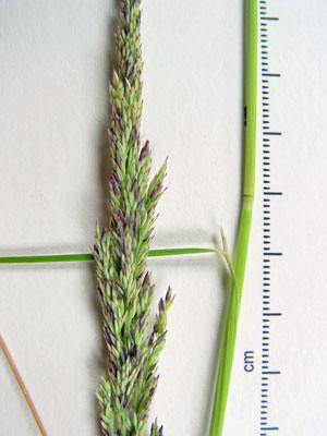 Photo: close up of Calamagrostis stricta ssp. inexpansa on specimen sheet