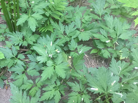 Photo: Cardamine maxima