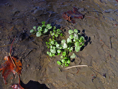 Photo: Cardamine longii in tidal habitat