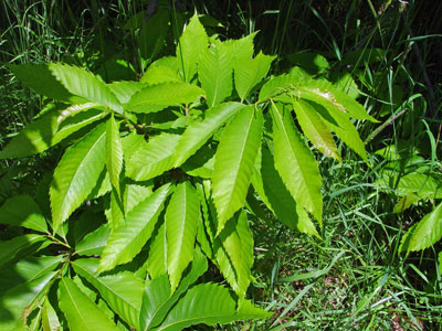 Photo: Castanea dentata