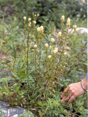 Photo: Castilleja septentrionalis