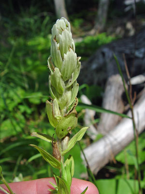 Photo: Castilleja septentrionalis