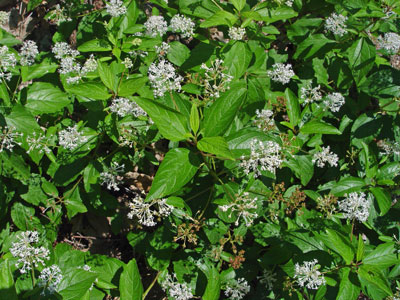 Photo: Ceanothus americanus