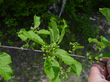 Asiatic bittersweet branch