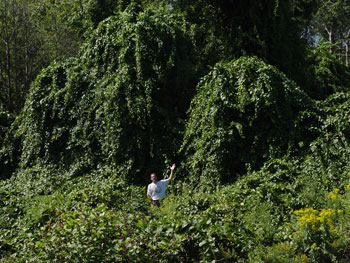 Asiatic bittersweet infestation at Cape Elizabeth