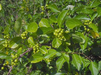 Asiatic bittersweet unripe fruit