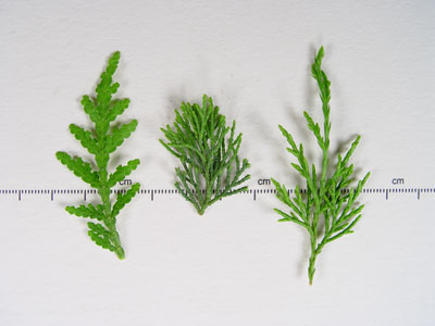 Photo: Comparison of Northern white cedar (left), Atlantic White Cedar (center), and Eastern Redcedar (Juniperus virginiana, right)