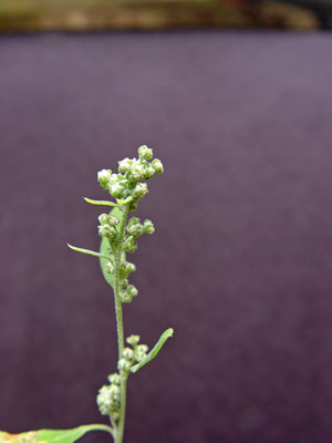 Photo: Chenopodium foggii