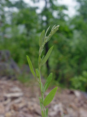 Photo: Chenopodium foggii