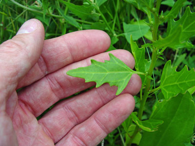 Photo: Coast-blite goosefoot