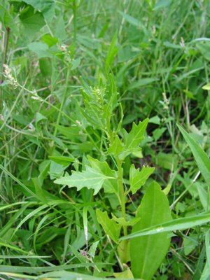 Photo: Coast-blite goosefoot