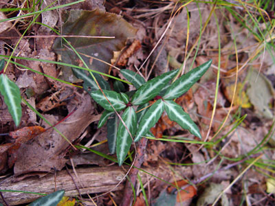 Photo: Chimaphila maculata