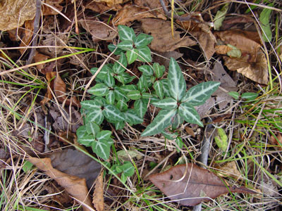 Photo: Chimaphila maculata