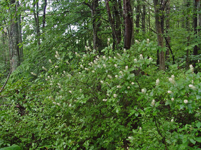 Photo: Sweet Pepper-bush growth habit