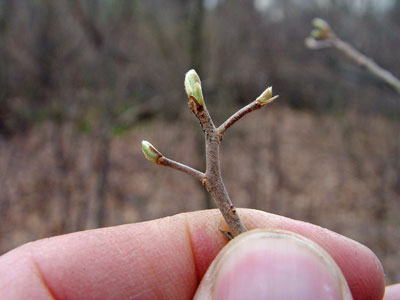 Photo: Sweet Pepper-bush buds