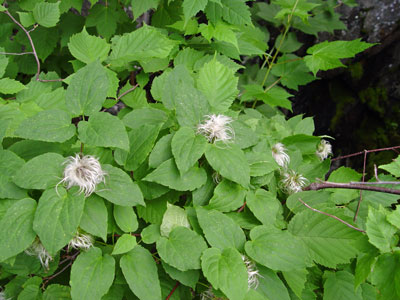 Photo: Clematis occidentalis