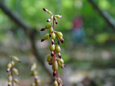 Photo: Corallorhiza odontorhiza