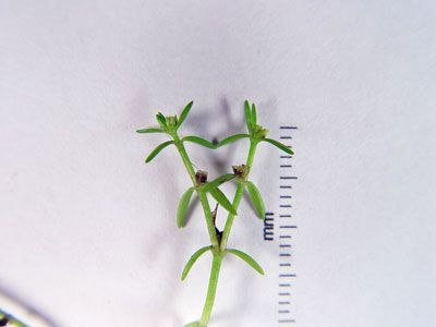 Photo: Crassula aquatica specimen