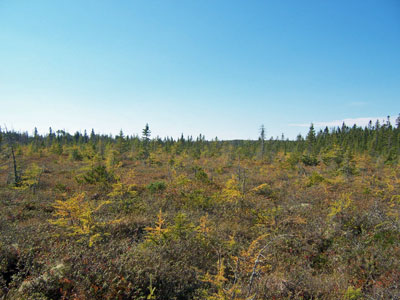 Photo: Huckleberry - Crowberry Bog at Cutler Preserve