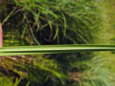 Photo: Awned Sedge Leaf