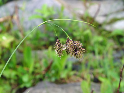 Photo: Carex atratiformis