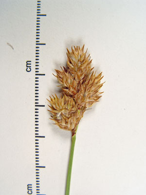 Photo: Carex bicknellii