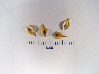 Photo: Carex bicknellii perigynia