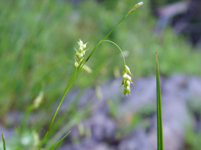 Photo: Carex capillaris