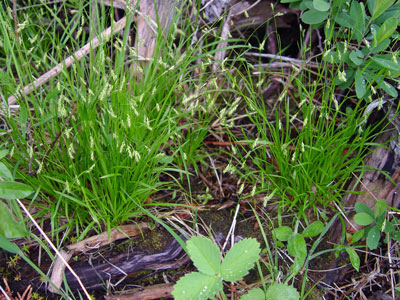 Photo: Carex capillaris