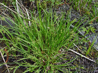 Photo: Carex garberi
