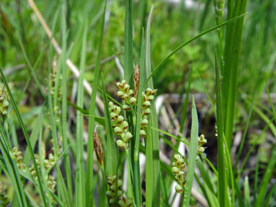 Photo: Carex garberi