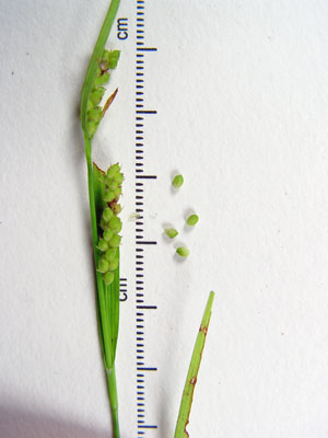 Photo: Carex granularis
