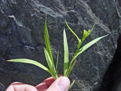 Photo: Carex granularis