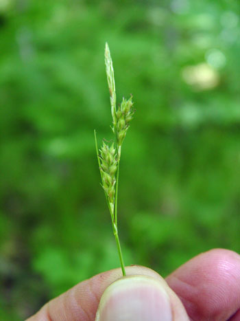 Photo: Carex hirtifolia