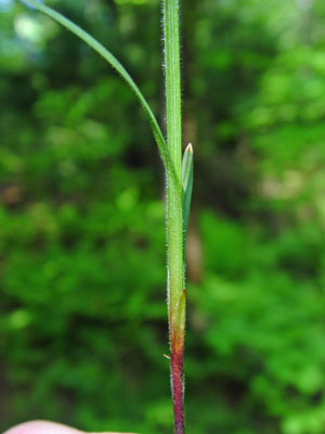 Photo: Carex hirtifolia