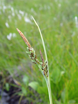 Photo: Carex livida