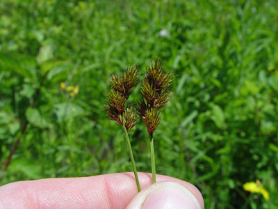 Photo: Carex oronensis