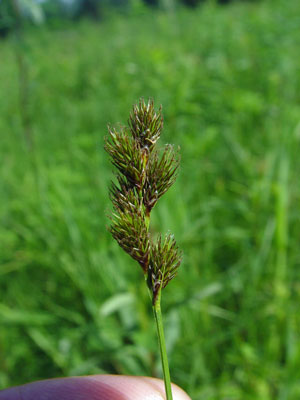Photo: Carex oronensis