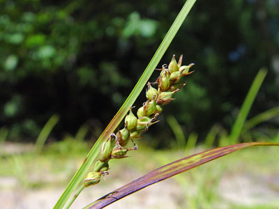 Photo: Carex polymorpha