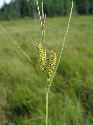 Photo: Carex rostrata