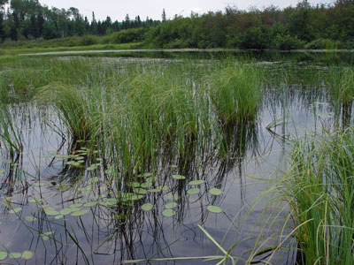 Photo: Carex rostrata at St. Croix Lake