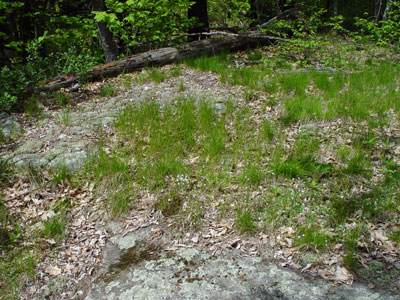 Photo: Carex siccata in habitat