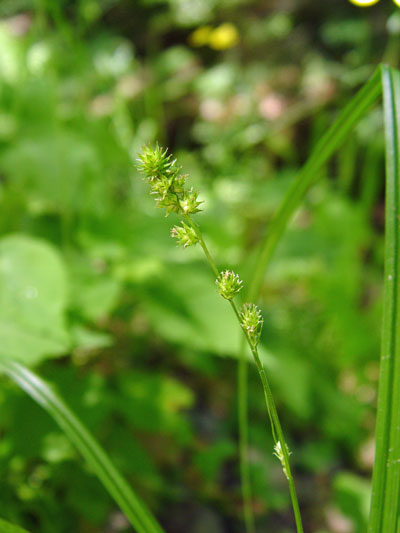 Photo: Carex spargainioides