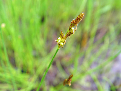 Photo: Carex sterilis