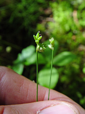 Photo: Carex tenuiflora