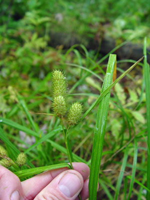 Photo: Carex typhina