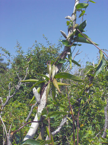 black swallowwort